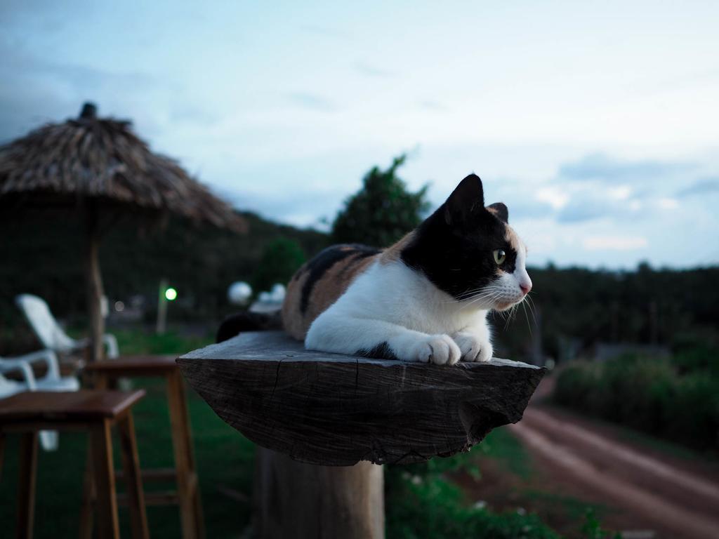 Cat Bungalow เกาะลันตา ภายนอก รูปภาพ