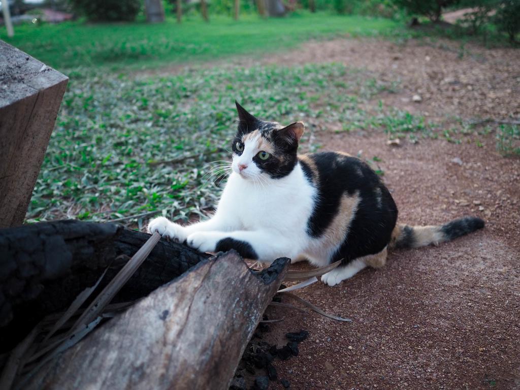 Cat Bungalow เกาะลันตา ภายนอก รูปภาพ